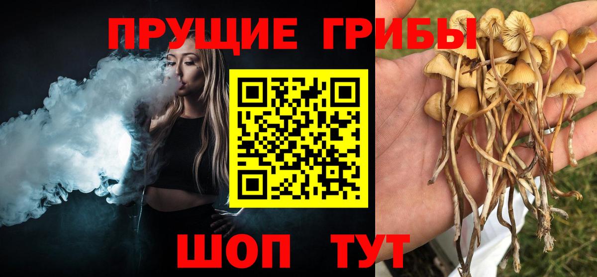 Павлово  Галлюциногенные грибы MAGIC MUSHROOMS  Псилоцибиновые грибы Psilocybine cubensis  Вход с VPN 